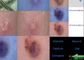 Haut-und Kopfhaut-Detektor Video-Dermatoscope mit Analysisi-Bericht des Feuchtigkeits-Öl-Pigments flexibel