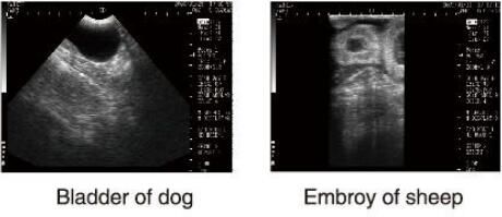 Diagnoseultraschall-Ausrüstungs-Veterinärultraschall-Scanner mit OB-Software für Tiere und den 100 Bild-Speicher