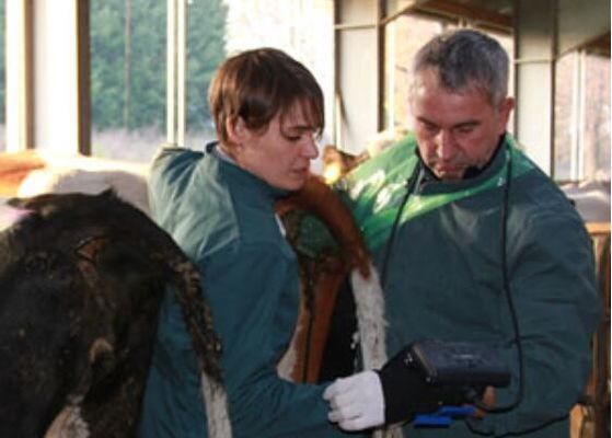 Digitaler Veterinär-Ultraschallscanner